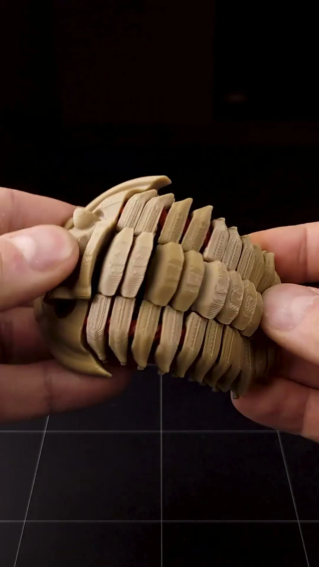 Trilobite Flexiphacops rana 