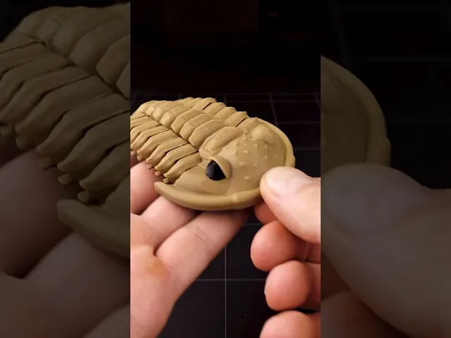 Trilobite Flexiphacops rana video thumbnail