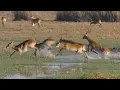 Land of Leaping Lechwes - Fantastic Wildlife Safari in Busanga Plains and Kafue Zambia 2018 4K