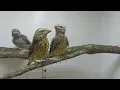 Download Lagu hasil kawin silang burung kenari dan mozambik ( mozken) 20 hari