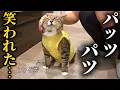 Lagu 病院に行ったら服がパツパツすぎて笑われてしまった元ボス猫