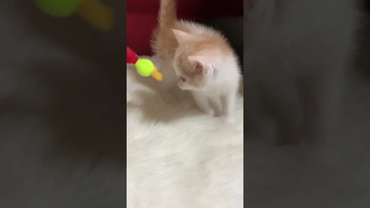 動画
