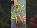 Download Lagu Tomato Plants Flowering Early Stage ! Get Faster \u0026 Better Production by doing this ! #tomato #viral