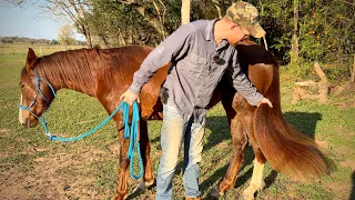 How to Detangle a Horse's Tail