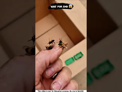 bee 🐝 #shorts #facts