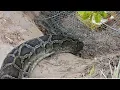 Awesome Big Snake Trap Using Cage Trap - How To Make Big Python Snake Trap Work 100 part 2