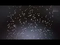 Rain c graphics