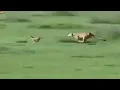 Download Lagu Fastest Antelope vs Cheetah