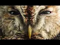 This Wild Tawny Owl Dad Leaves An Incredible Legacy | Bomber | Robert E Fuller