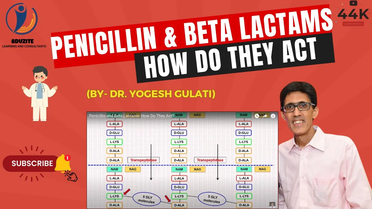 Penicillin and Beta Lactams- How Do They Act?