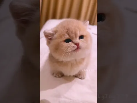 just baby kitten things 🐾
