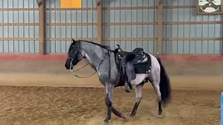 Lawman additional Consigned to Thehorsebay com