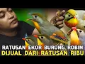 Lagu IMPORTIR PUSING || 250 EKOR ROBIN DIJUAL DARI RATUSAN RIBU DI PASAR BURUNG PRAMUKA 