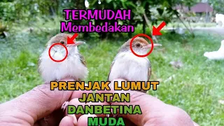 Download CARA Membedakan Prenjak LUMUT JANTAN DAN BETINA MP3