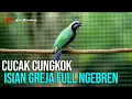 Download Lagu CUNGKOK GACOR ISIAN ISTIMEWA GREJA TARUNG DAN FULL NEMBAK NGEBREN