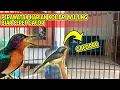 Download Lagu cara merawat burung kolibri wulung / kolibri kaca agar cepat bunyi gacor