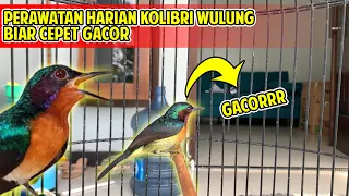 Download cara merawat burung kolibri wulung / kolibri kaca agar cepat bunyi gacor MP3