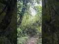 Download Lagu You’ll never see on screen 🤡  #solocamping #campinggirl #tent #nature #forest #asmr #campingrain