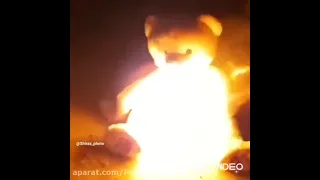 درد دل دختر شیرازی به خاطر خرس والنتاین 