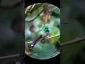 Download Lagu Purple-bibbed Whitetip, Cloud Forest Mindo-Ecuador.