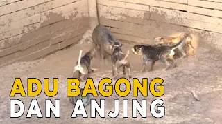 ternyata seekor anjing punya musuh lain jelang siang
