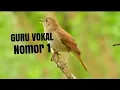 Download Lagu GURU VOKAL SUARA JERNIH !!! CUKUP 1MENIT MASTERAN PALING CARI JURI KICAU
