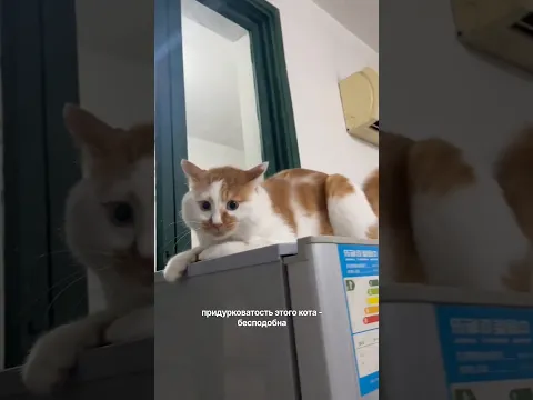 Опасный, но безопасный 🤣 #cat #веселыекоты #кот #прикольныекоты