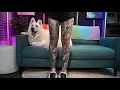 ASMR | Showing You My 5 Newest Tattoos ~ Updated Leg Sleeves!