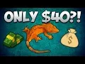 40 Crested Gecko vs 250 Crested Gecko Why Price Isn t Everything