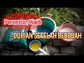 Lagu PERAWATAN DURIAN SETELAH PANEN