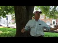 Explaining the Root Plate and Critical Root Zone