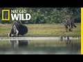 Download Lagu Jaguar and Giant Anteater Standoff Ends With a Twist | Nat Geo Wild