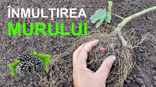 cum se nmul e te murul buta i mur soiurile thornfree i navaho