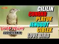 Download Lagu MASTERAN SUPER LENGKAP SUPER JERNIH | CILILIN - CUNGKO - PLATUK - JENGGOT - CIBLEK - LOVEBIRD