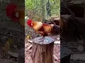 Download Lagu kokok ayam hutan original #ayamhutansumatra