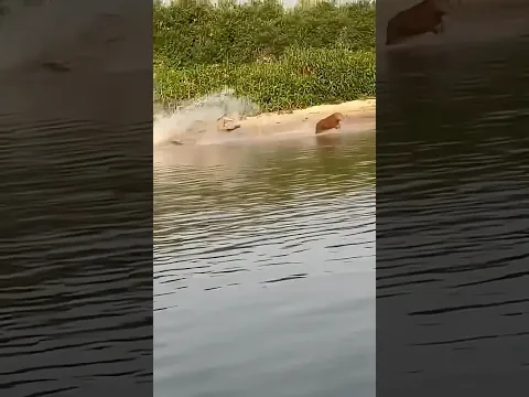I recorded next to our village 😳