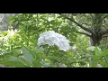 【アイルランドの風景】アイルランドの秘密の花園 story 16