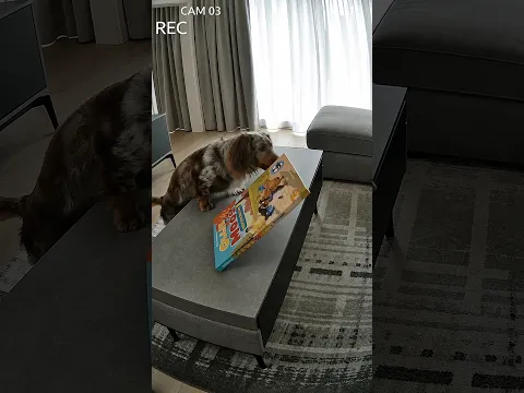Ollie steelt mijn boek!