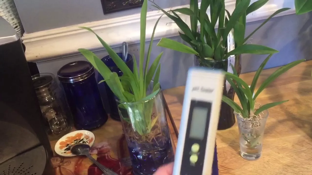 FERTILIZING ORCHIDS IN WATER CULTURE PART II