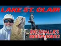THESE SMALLMOUTH Are DUMB Lake St Clair Bass BFL Tournament