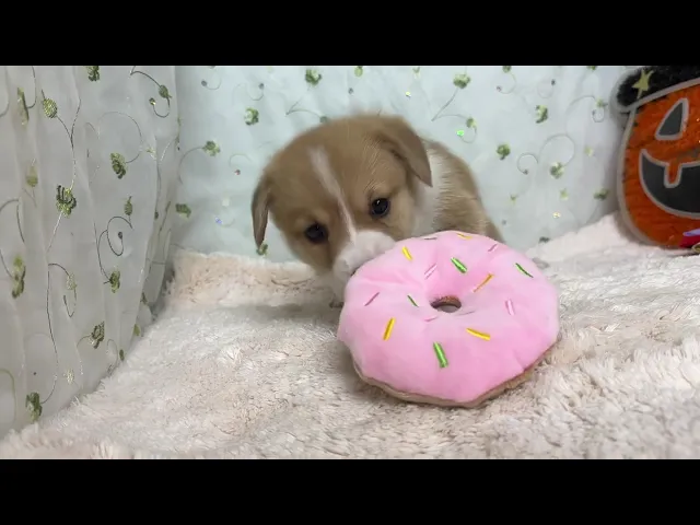 動画