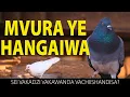 Download Lagu SEI VAKADZI VEMU BINDURA VACHIFARIRA MVURA INONWA HANGAIWA | DOCUMENTARY