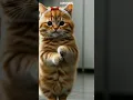 Download Lagu lagu tembak tembak dor dor versi kucing