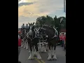 Budweiswer Clydesdales Festus MO