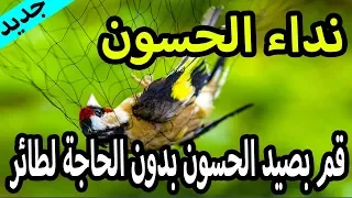 صيد الحسون بالشبكة نداء طائر الحسون و التفاحي للصيد بدون الحاجة لطائر  صيد الحسون بالشبكة نداء طائر الحسون و التفاحي للصيد بدون الحاجة لطائر