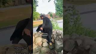 گوز زدن خانم ایرانی ایرانی ایرانیان مقیم آمریکا فالوکن Funny Viralvideo Afghanfunny 