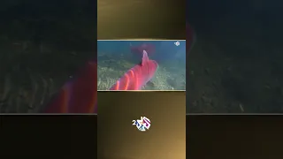 وثائقي L السلمون الأحمر أكثر الأسماك إثارة في الطبيعة 