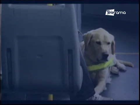 Mascotas pueden viajar en buses intra e interprovinciales bajo ciertas reglas