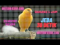 Download Lagu masteran kenari paud cengkok mewah jeda || masteran kenari juara #masteranburung