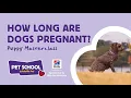 How long are dogs pregnant Puppy Masterclass
